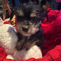 Thumbnail photo of BOURKE #3