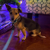 Thumbnail photo of Pufferfish #3