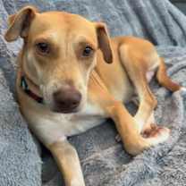 Thumbnail photo of Willow #1