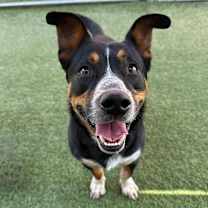 Thumbnail photo of Lotus #2