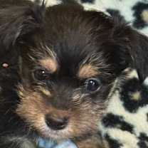 Thumbnail photo of BOURKE #4