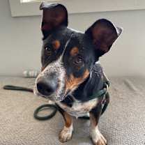 Thumbnail photo of Lotus #3