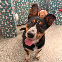 Thumbnail photo of Lotus #4