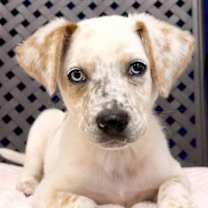 Thumbnail photo of Baby Blue #1