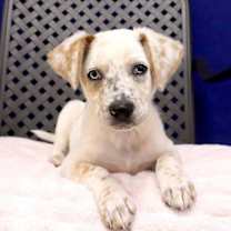 Thumbnail photo of Baby Blue #2