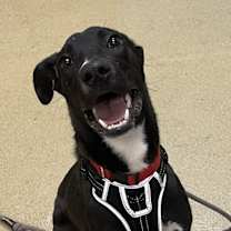 Thumbnail photo of Cooper #1