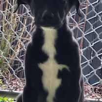 Thumbnail photo of Cooper #2