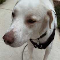 Thumbnail photo of Appa #1