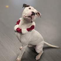 Thumbnail photo of Zion #2