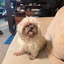 Thumbnail photo of Coco #2