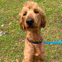 Thumbnail photo of Rabbit #2