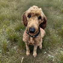 Thumbnail photo of Rabbit #3