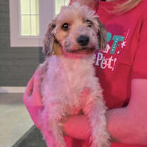 Thumbnail photo of Claude #1