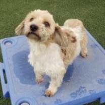 Thumbnail photo of Claude #2