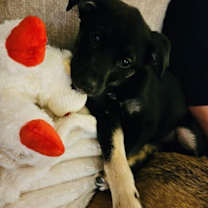 Thumbnail photo of Mavis #4