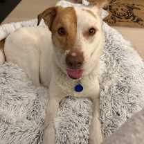 Thumbnail photo of Goldie #1