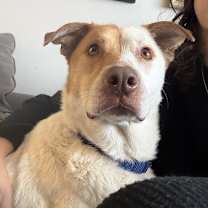 Thumbnail photo of Goldie #2