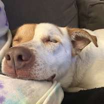 Thumbnail photo of Goldie #3