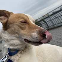 Thumbnail photo of Goldie #4