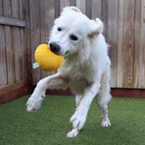 Thumbnail photo of Lorek #3