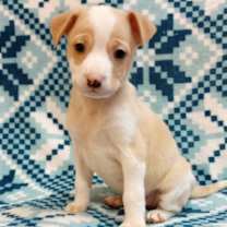 Thumbnail photo of Jinx #1