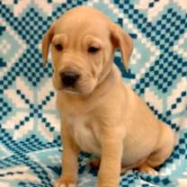 Thumbnail photo of Salem #2