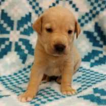 Thumbnail photo of Salem #3