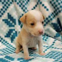 Thumbnail photo of Jinx #2