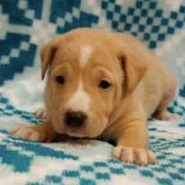 Thumbnail photo of Charm #3