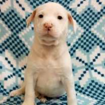 Thumbnail photo of Cobweb #1