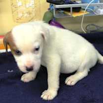 Thumbnail photo of Auracake #3