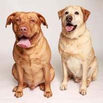 Thumbnail photo of Charlie (bonded with Vegas) #2