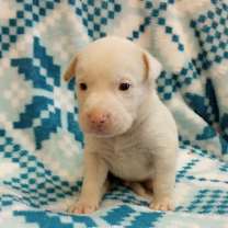 Thumbnail photo of Cobweb #2