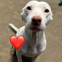 Thumbnail photo of Amanda #1