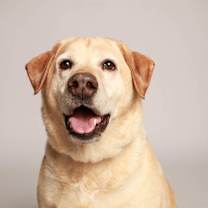 Thumbnail photo of Charlie (bonded with Vegas) #3