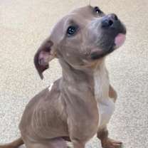 Thumbnail photo of Sandman #1