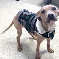 Thumbnail photo of Sandman #2