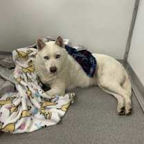 Thumbnail photo of Blitsy #2