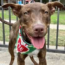 Thumbnail photo of Winston *VIP* #1