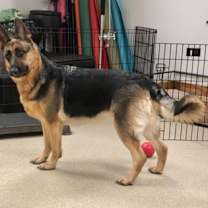 Thumbnail photo of Alaria #2