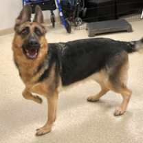 Thumbnail photo of Alaria #3