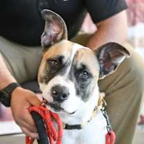 Thumbnail photo of BUTTERCUP #1