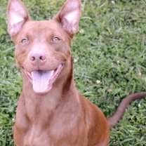 Thumbnail photo of Flip-Flop #2