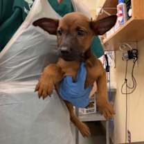 Thumbnail photo of Digit #2