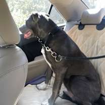 Thumbnail photo of Dually #3