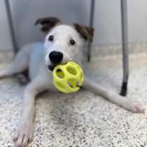 Thumbnail photo of ECLIPSE #1