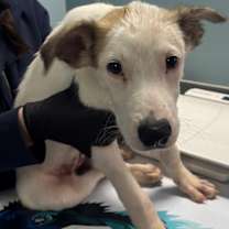 Thumbnail photo of ECLIPSE #2