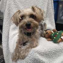 Thumbnail photo of Ava #1