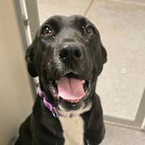 Thumbnail photo of Duchess #2