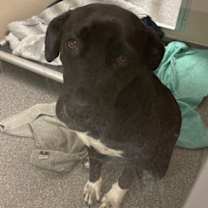 Thumbnail photo of Duchess #3